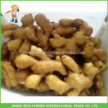 New Crop Chinese Fresh Ginger Size 150gm & up Packing 10kg Carton Box